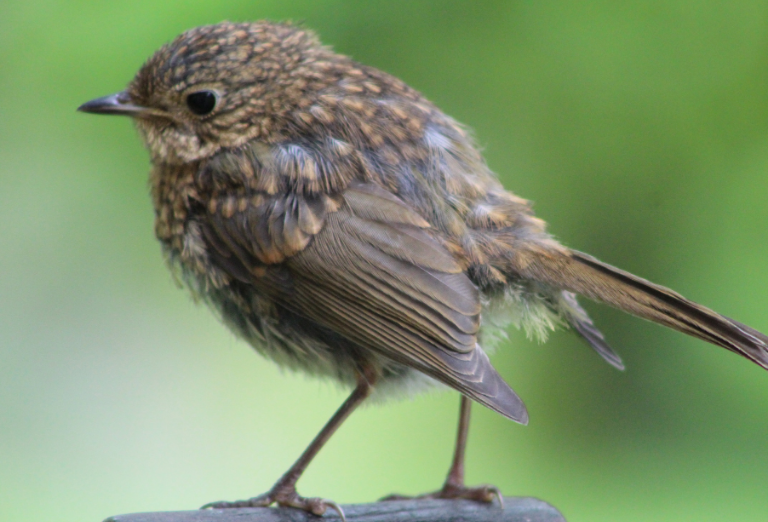 Fauna winner