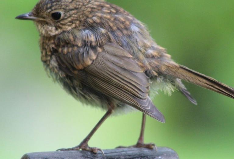 Fauna winner